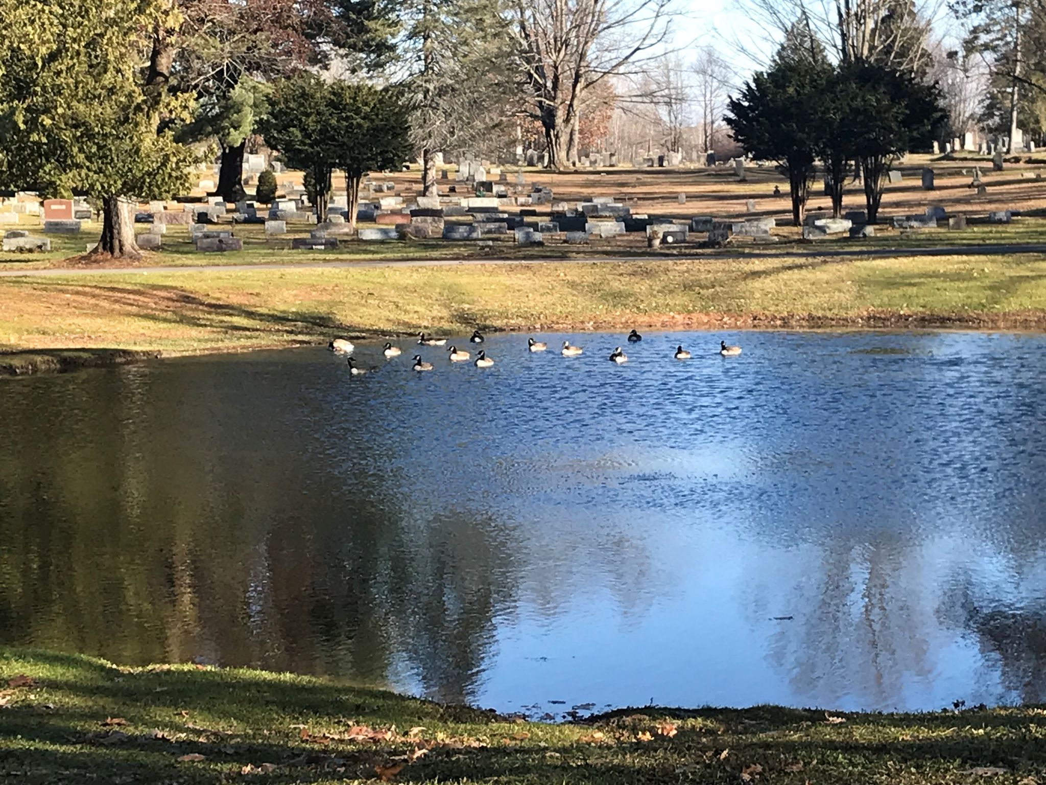 Ducks enjoying the pond