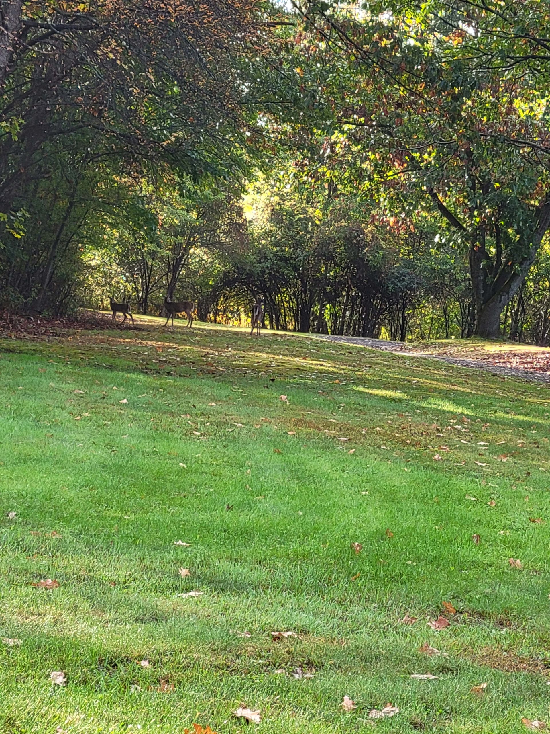 10-9-24 Deer